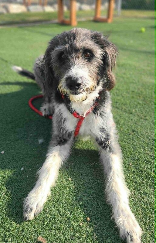 Picture of the Animal Listed